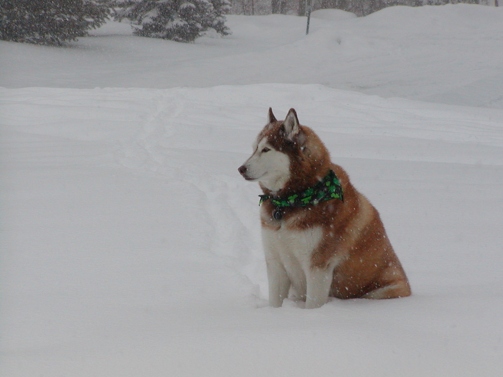 No description provided for: /2003/01-03/0306-snowball/photo03.html