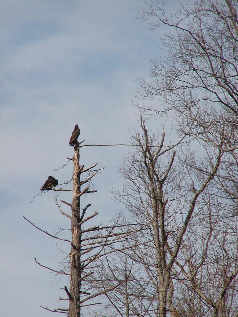 No description provided for: /2003/01-03/0328-birds/photo01.html