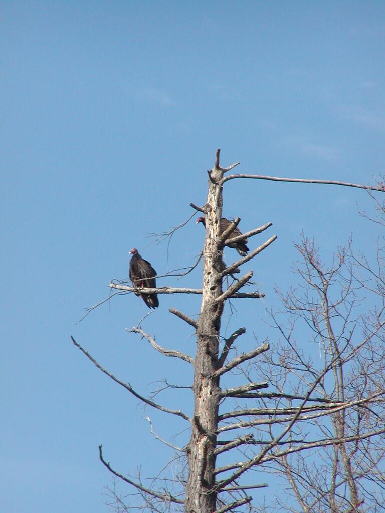 No description provided for: /2003/01-03/0328-birds/photo02.html