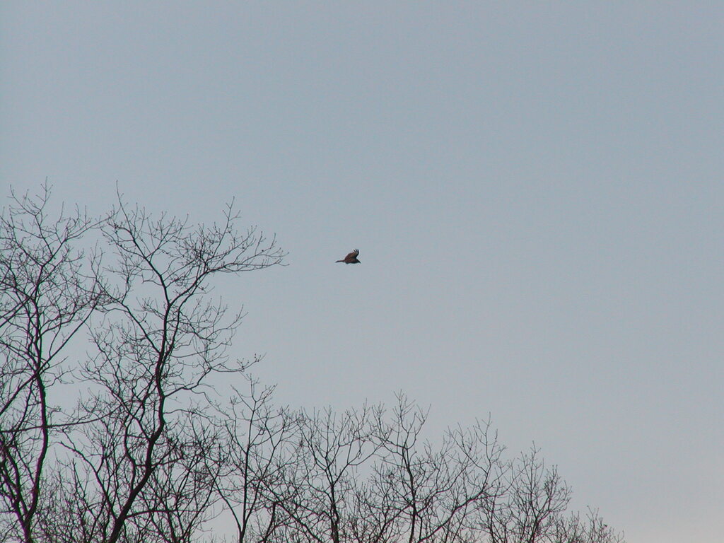 No description provided for: /2003/01-03/0328-birds/photo05.html