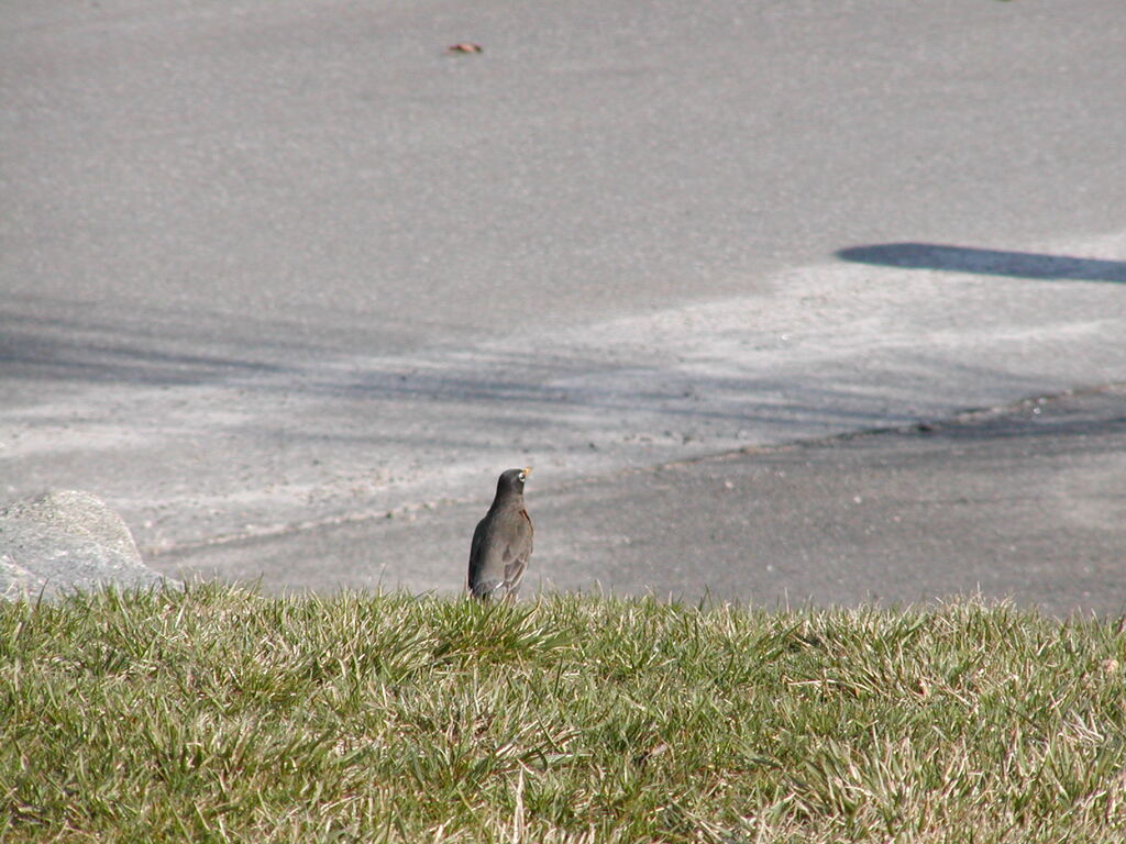 No description provided for: /2003/01-03/0328-birds/photo06.html