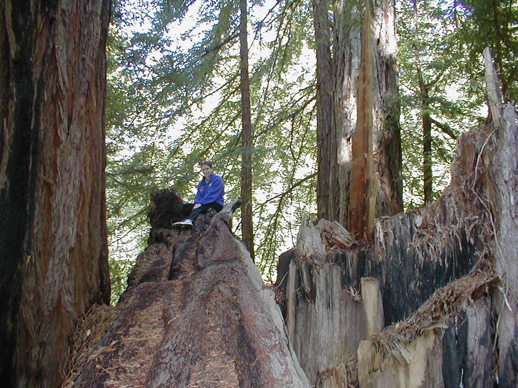 No description provided for: /2003/04-06/0420-san-fransisco/_3/photo52.html