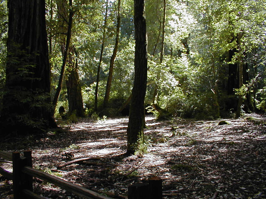 No description provided for: /2003/04-06/0420-san-fransisco/_3/photo54.html