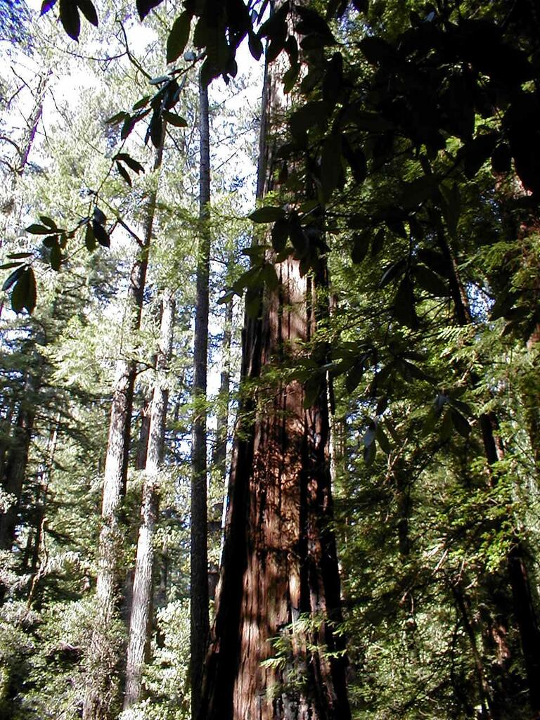 No description provided for: /2003/04-06/0420-san-fransisco/_4/photo61.html