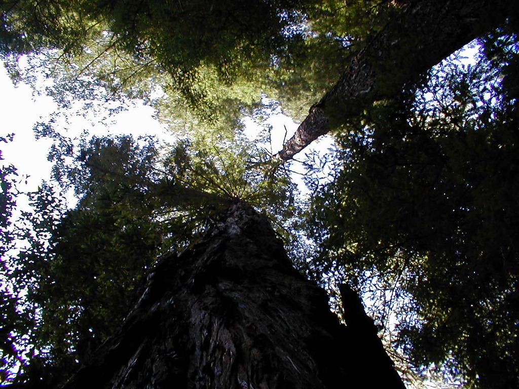 No description provided for: /2003/04-06/0420-san-fransisco/_4/photo62.html