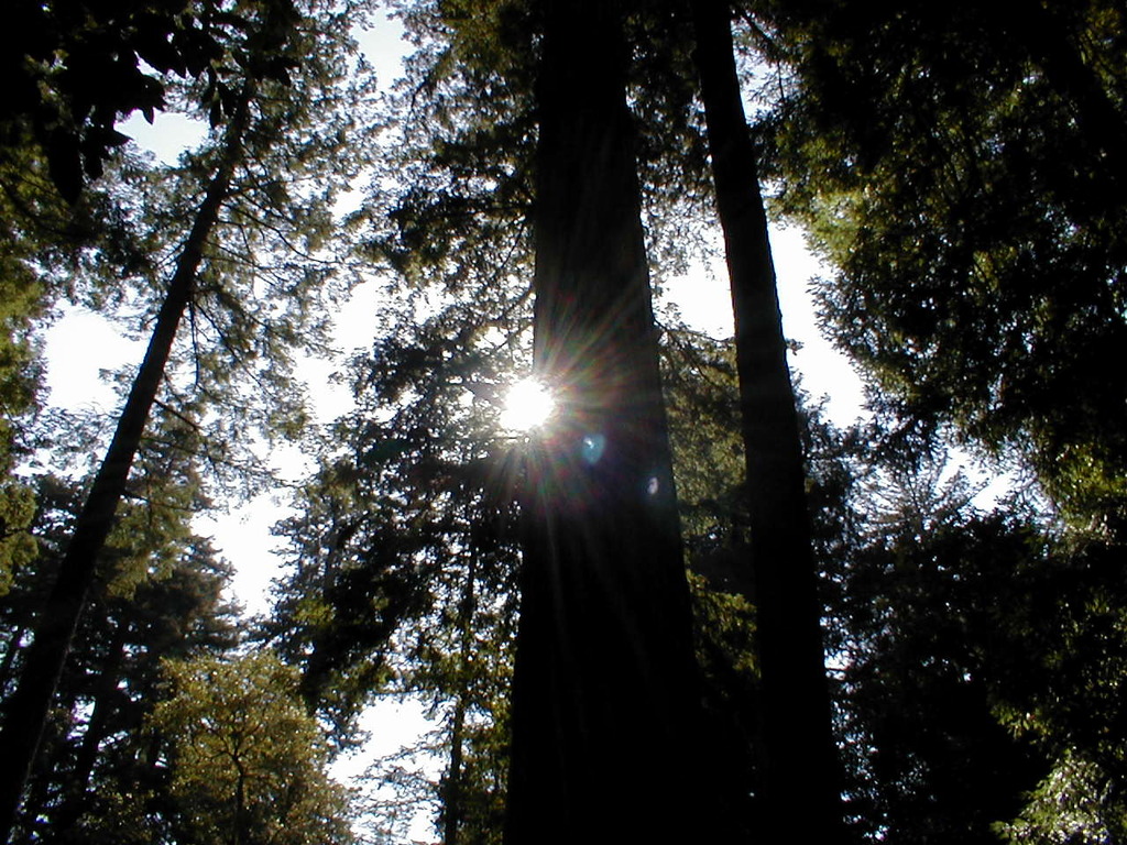 No description provided for: /2003/04-06/0420-san-fransisco/_4/photo67.html