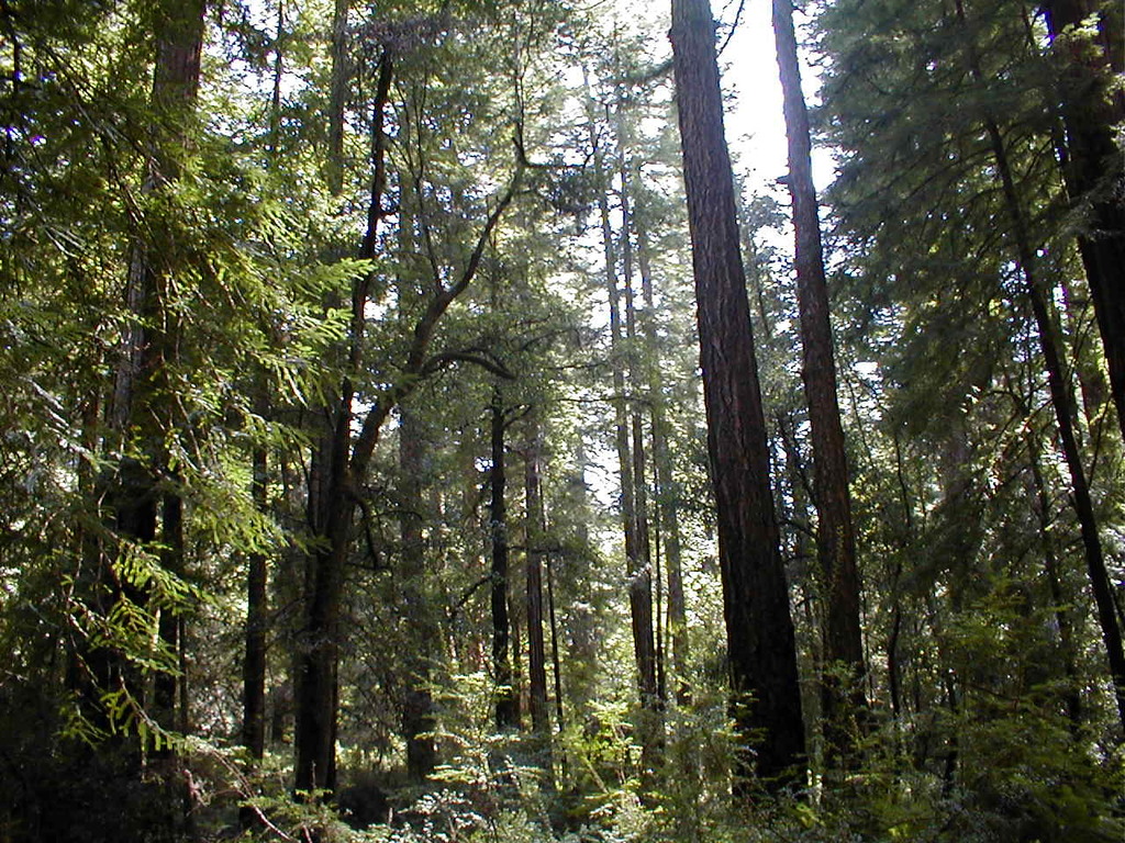 No description provided for: /2003/04-06/0420-san-fransisco/_4/photo68.html