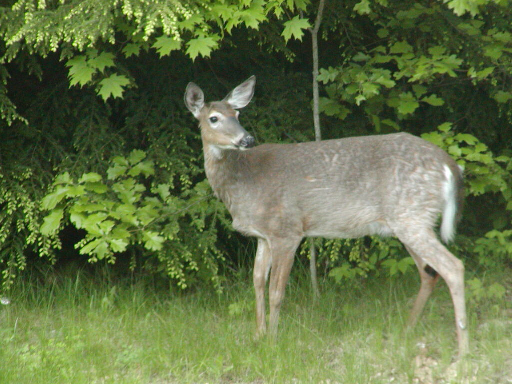 No description provided for: /2003/04-06/0528-deer/photo01.html