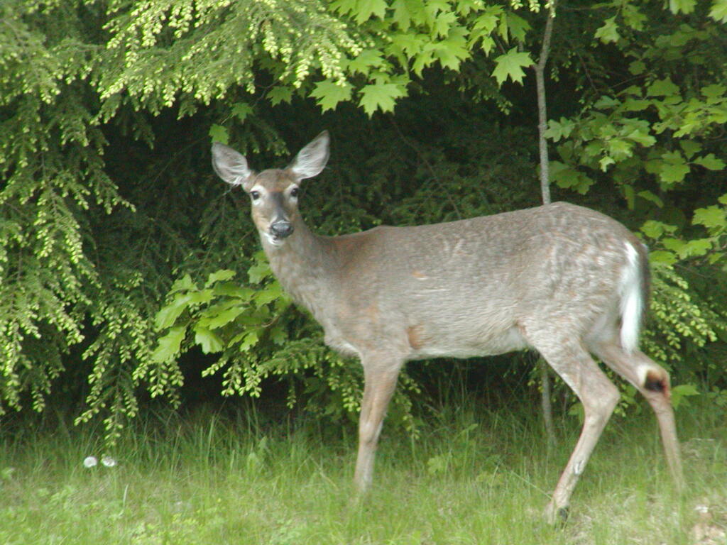 No description provided for: /2003/04-06/0528-deer/photo03.html