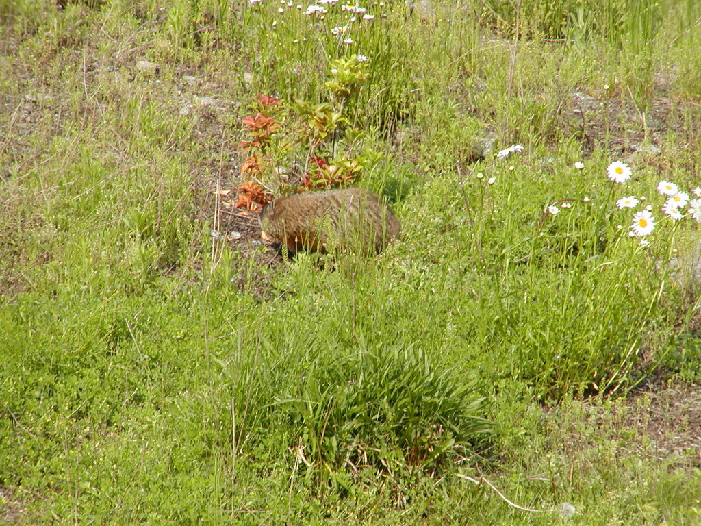 No description provided for: /2003/04-06/0602-woodchuck/photo01.html