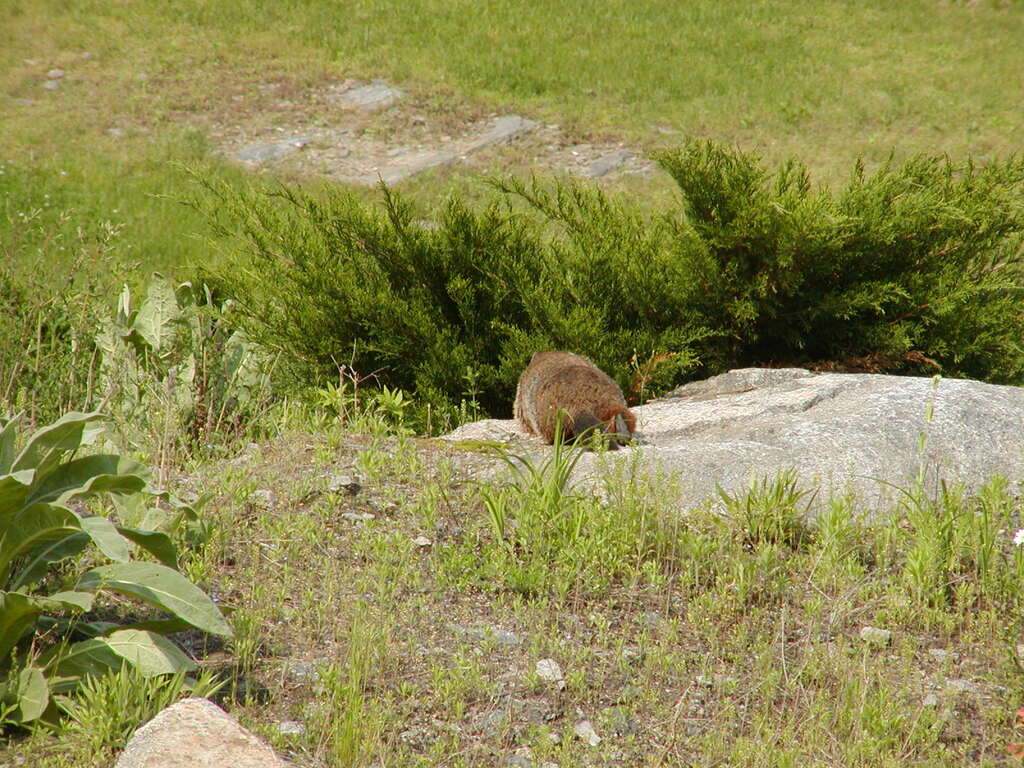 No description provided for: /2003/04-06/0602-woodchuck/photo02.html