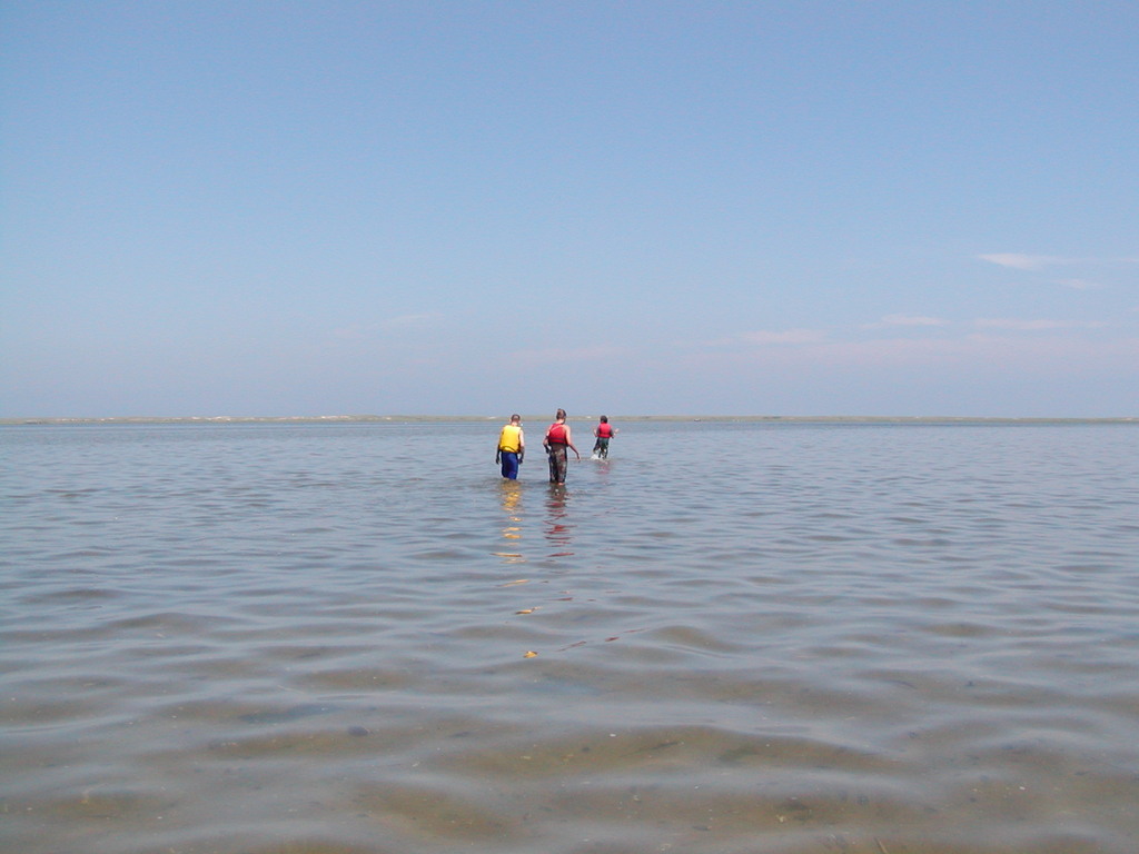No description provided for: /2003/07-09/0717-horseshoe-crabs/photo04.html