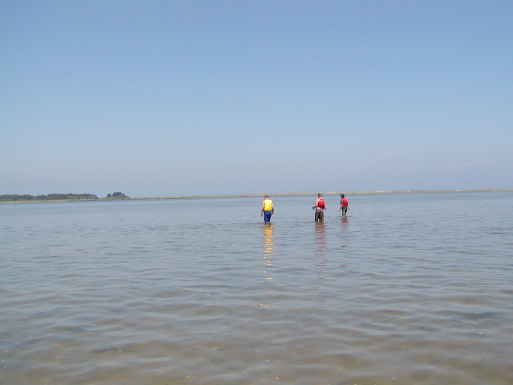 No description provided for: /2003/07-09/0717-horseshoe-crabs/photo16.html