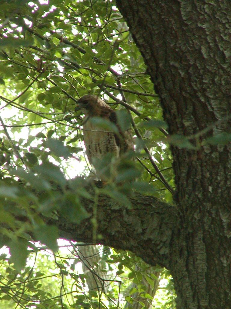 No description provided for: /2003/07-09/0803-red-tail-hawk/photo01.html