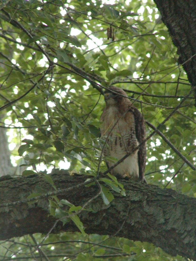 No description provided for: /2003/07-09/0803-red-tail-hawk/photo02.html