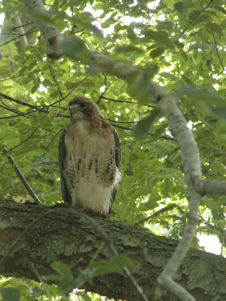 No description provided for: /2003/07-09/0803-red-tail-hawk/photo03.html