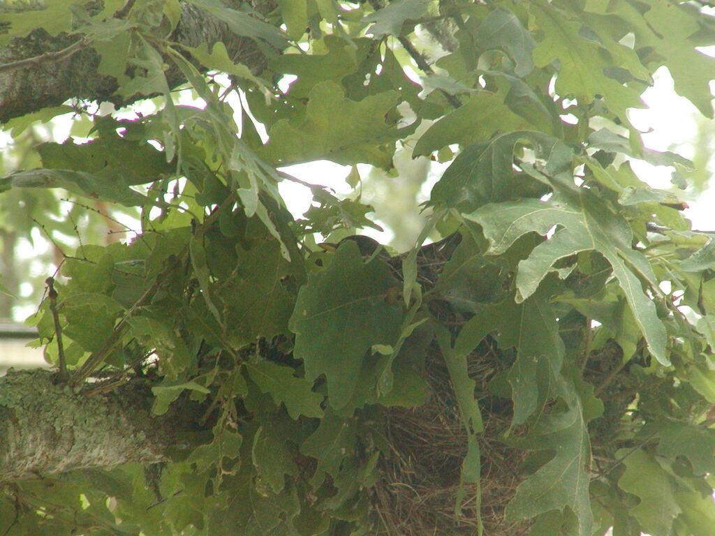 No description provided for: /2003/07-09/0808-robins-nest/photo01.html