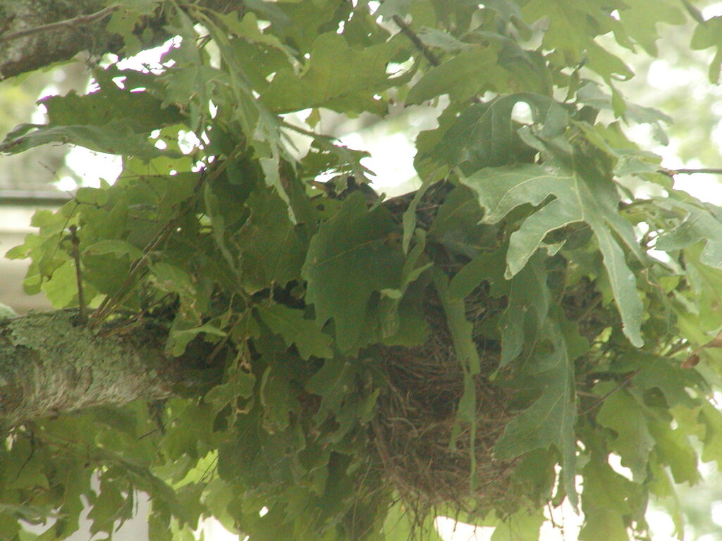 No description provided for: /2003/07-09/0808-robins-nest/photo02.html