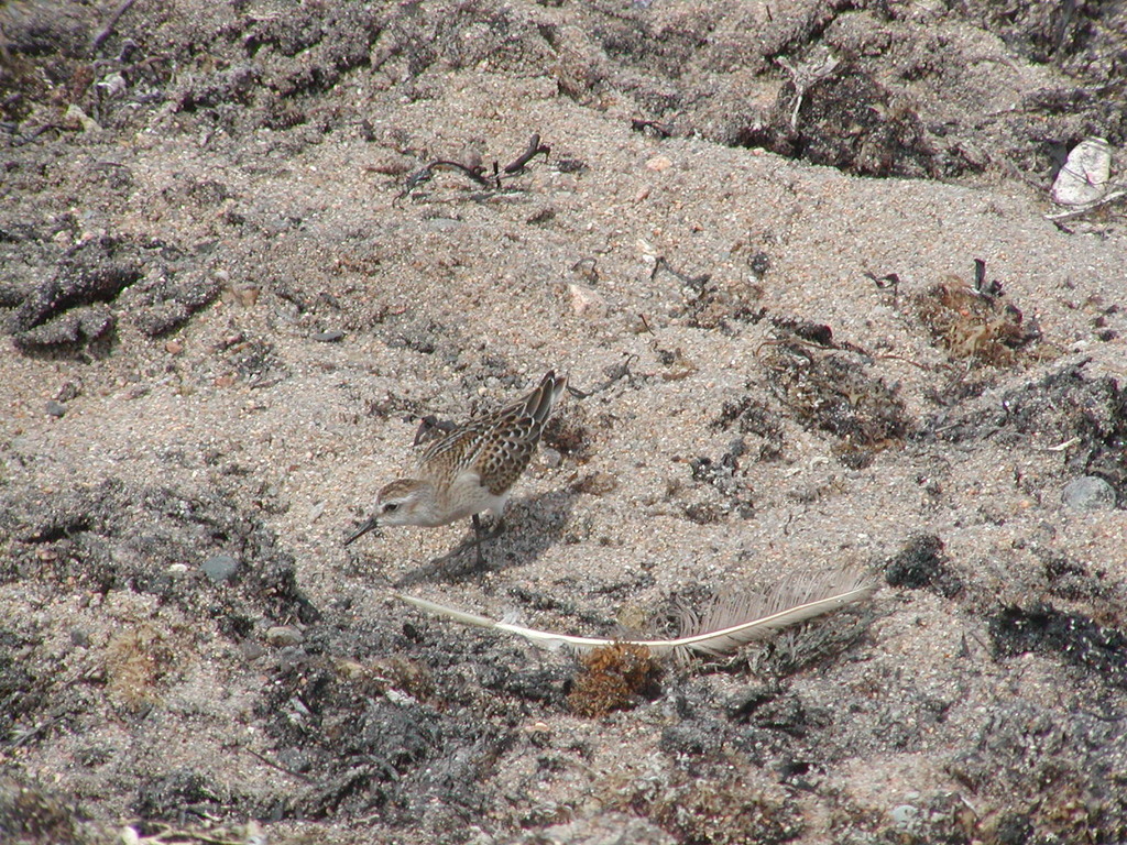 No description provided for: /2003/07-09/0826-big-sail/_2/photo30.html