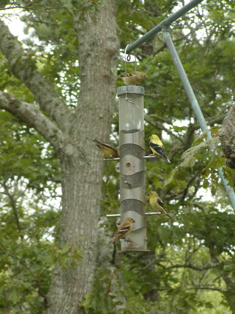 No description provided for: /2003/07-09/0914-thistle-feeder/photo01.html