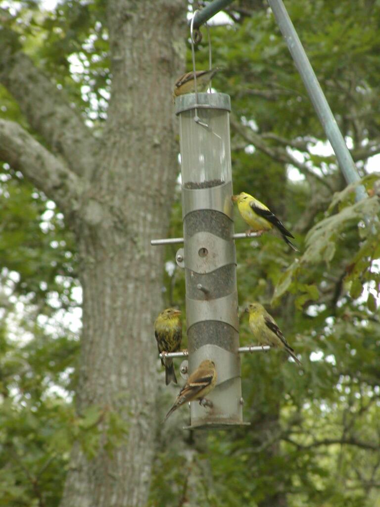 No description provided for: /2003/07-09/0914-thistle-feeder/photo02.html