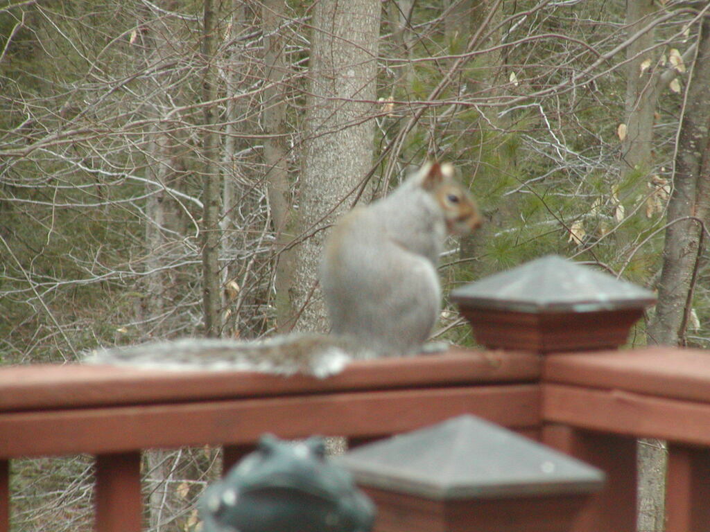 No description provided for: /2004/04-06/0411-deck+critters/photo01.html