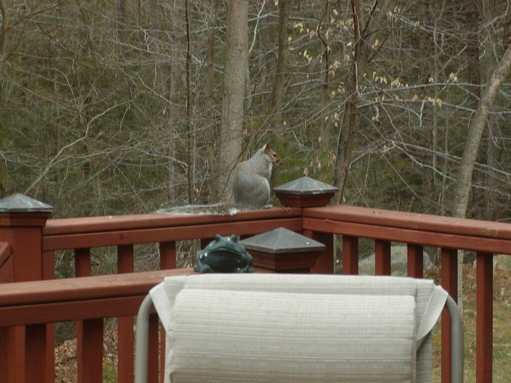 No description provided for: /2004/04-06/0411-deck+critters/photo02.html