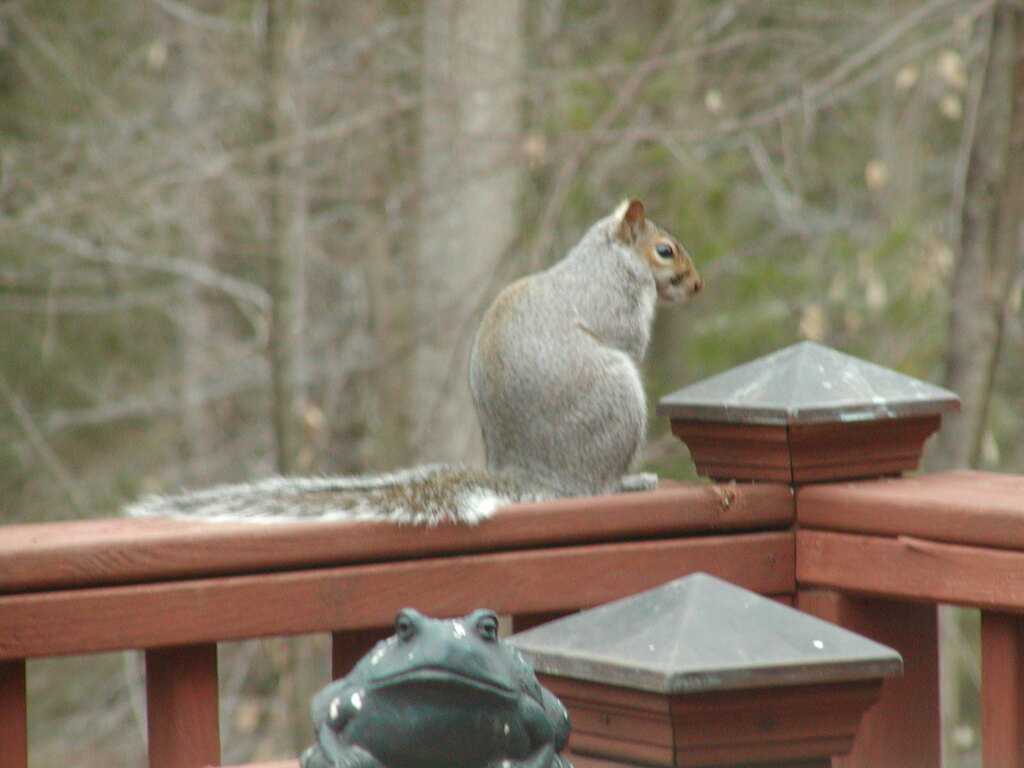 No description provided for: /2004/04-06/0411-deck+critters/photo03.html