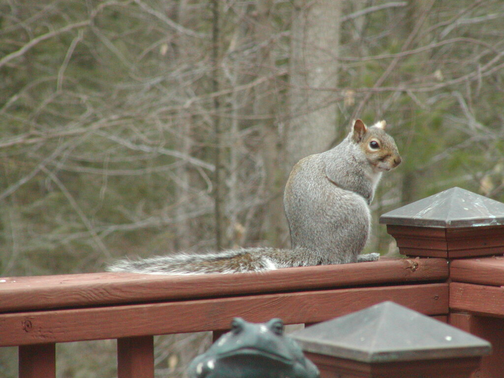 No description provided for: /2004/04-06/0411-deck+critters/photo05.html