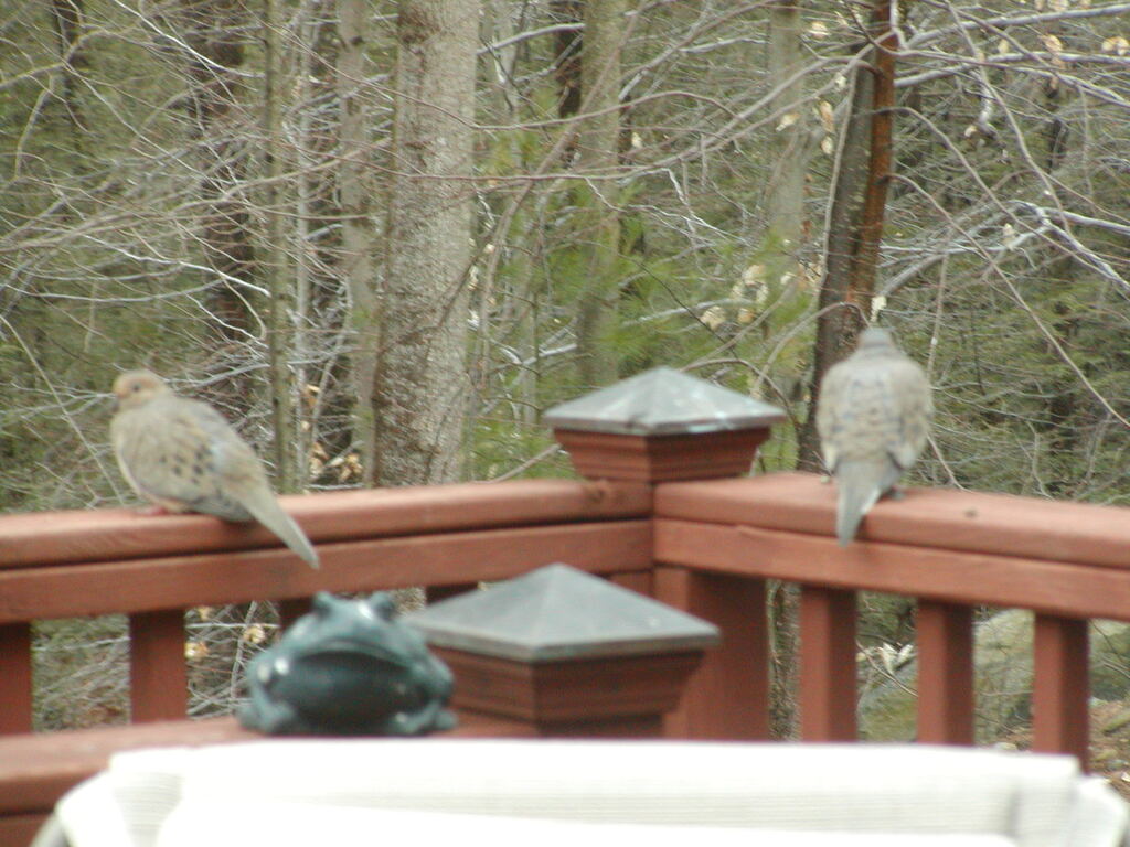 No description provided for: /2004/04-06/0411-deck+critters/photo06.html