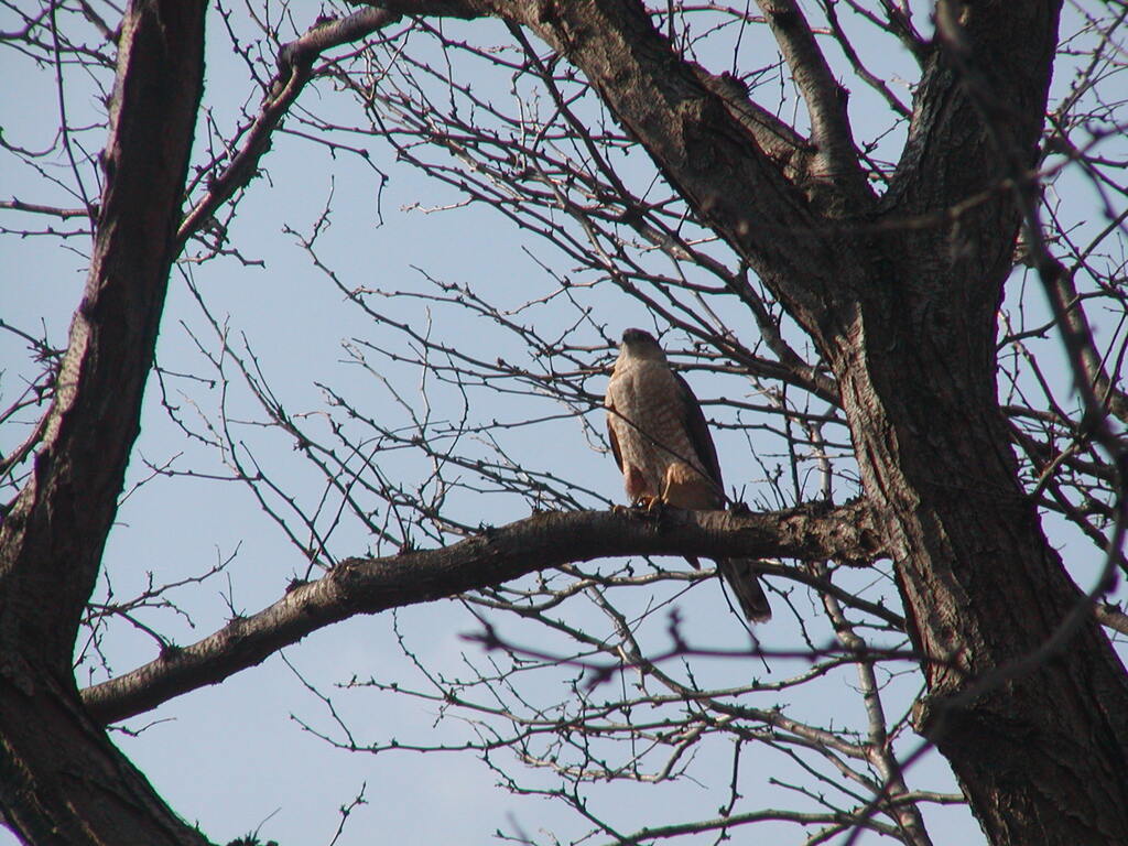 No description provided for: /2004/04-06/0419-oberlin/photo19.html