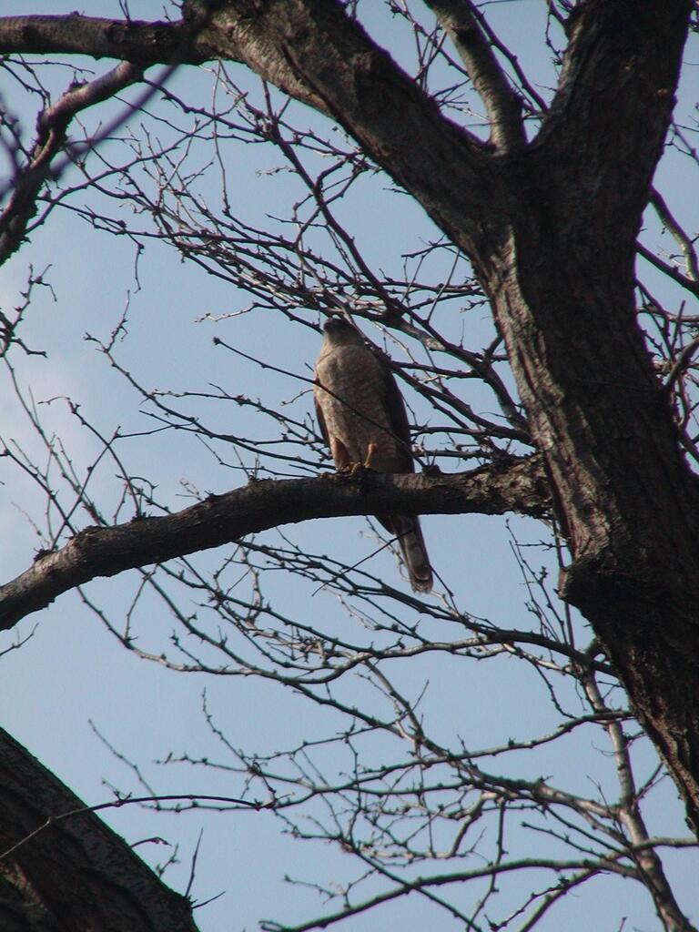 No description provided for: /2004/04-06/0419-oberlin/photo20.html