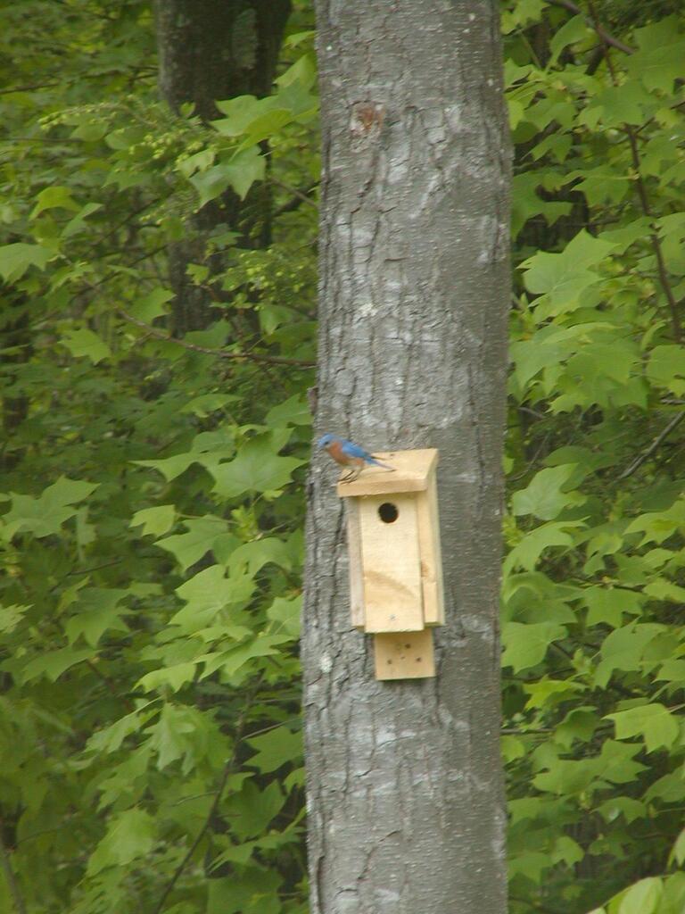 No description provided for: /2004/04-06/0514-bluebird/photo01.html