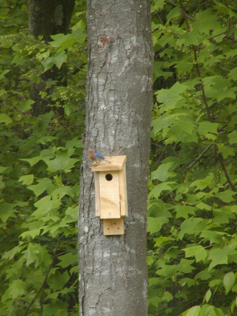 No description provided for: /2004/04-06/0514-bluebird/photo02.html