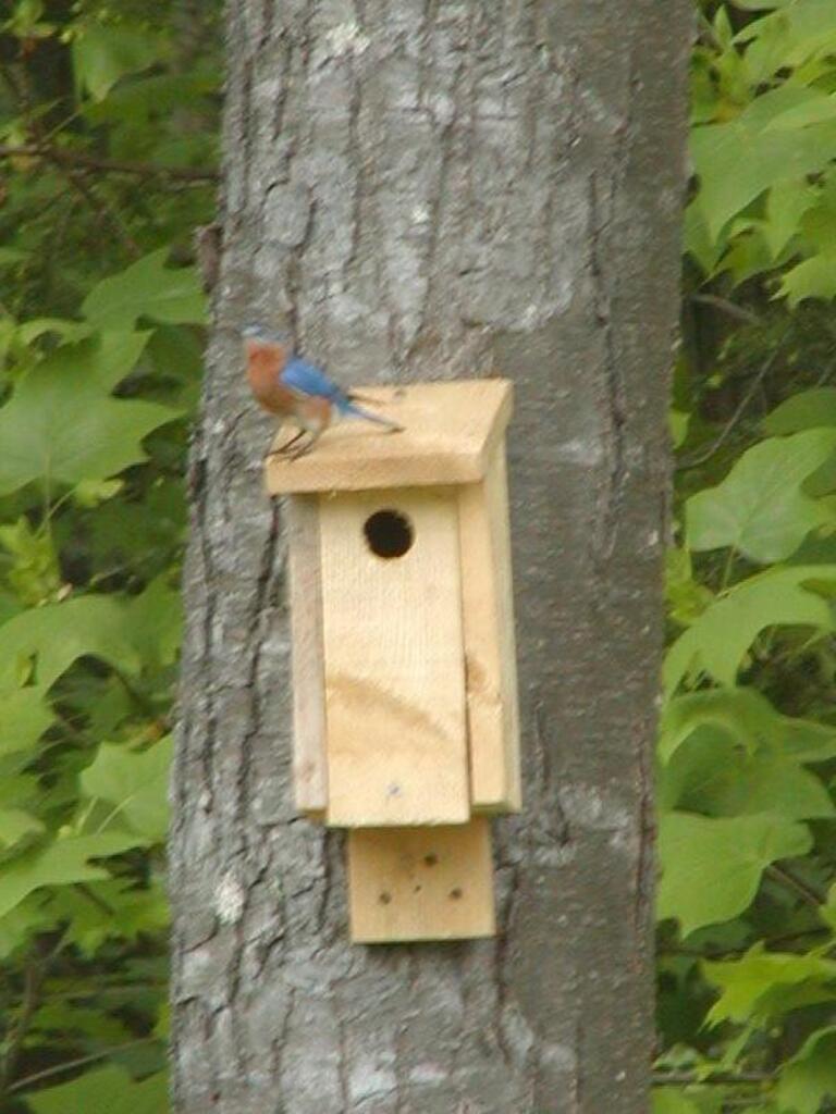 No description provided for: /2004/04-06/0514-bluebird/photo03.html