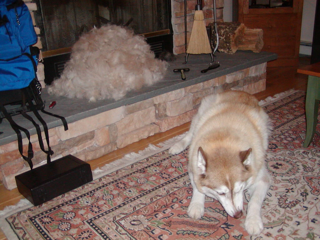 No description provided for: /2004/07-09/0715-fur-ball/photo05.html