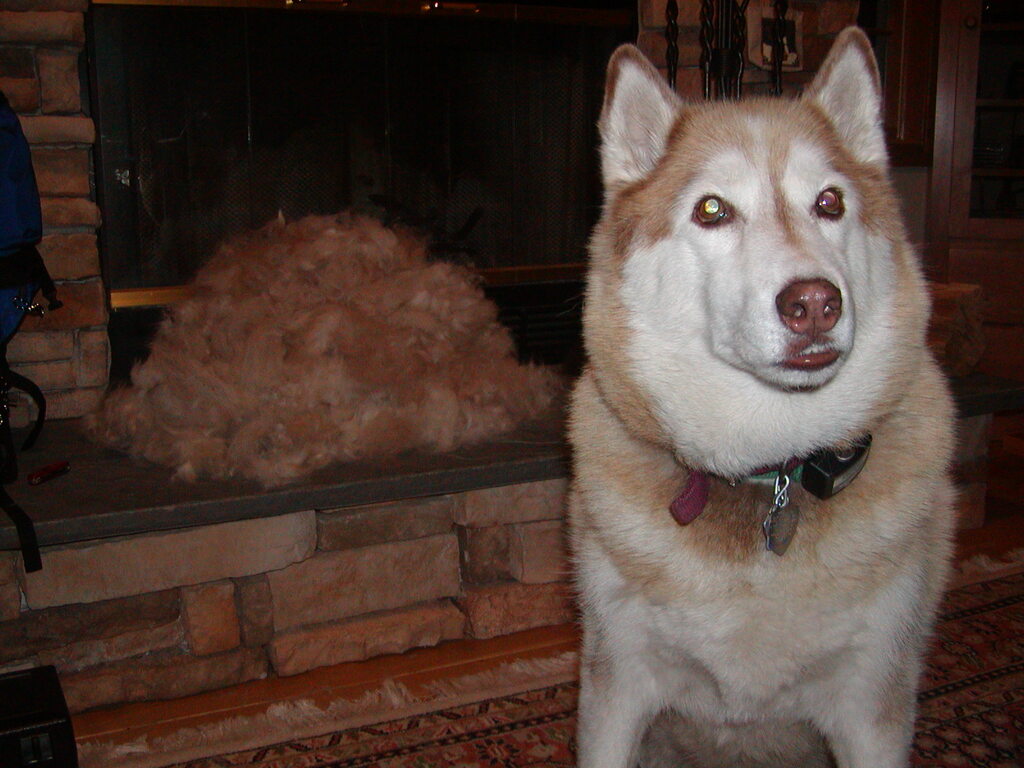 No description provided for: /2004/07-09/0715-fur-ball/photo06.html