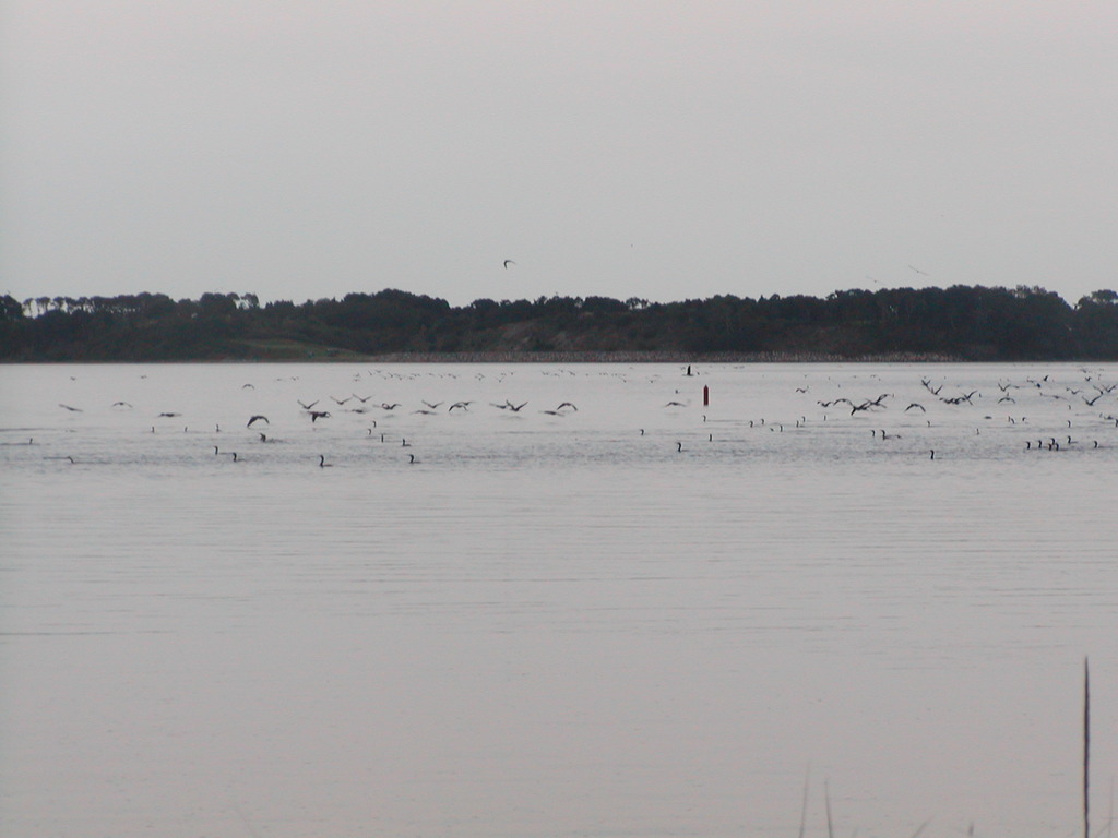 No description provided for: /2004/07-09/0921-cormorant-swarm/photo01.html