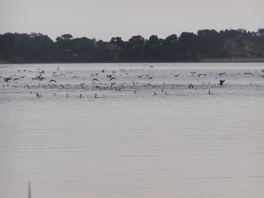 No description provided for: /2004/07-09/0921-cormorant-swarm/photo02.html