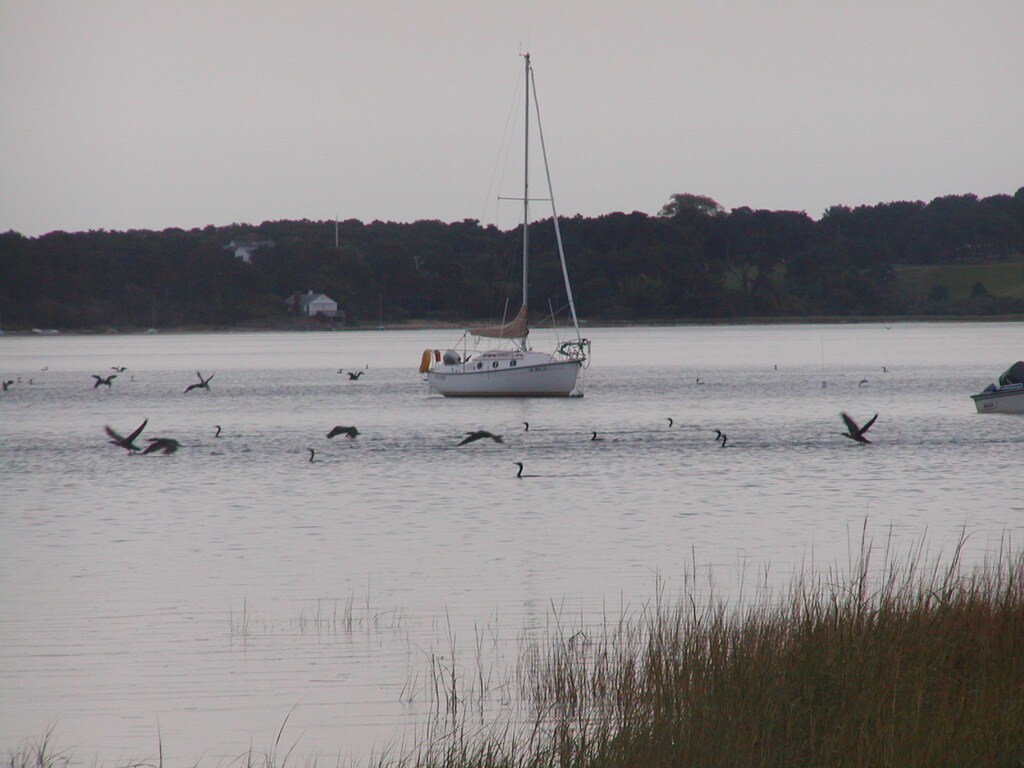 No description provided for: /2004/07-09/0921-cormorant-swarm/photo03.html