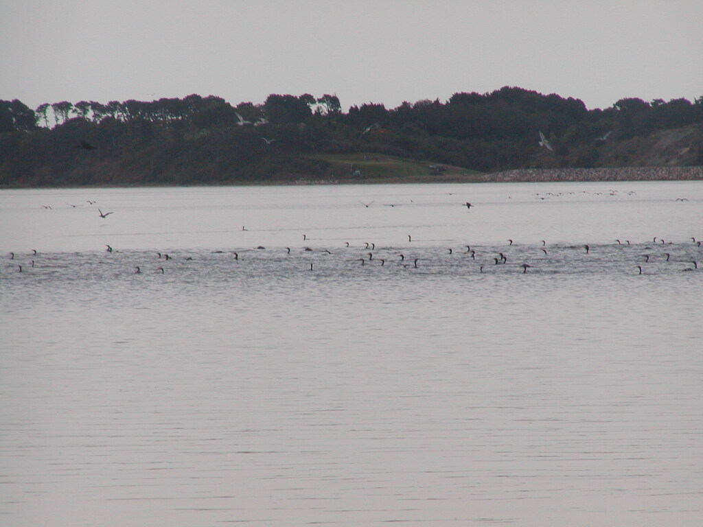 No description provided for: /2004/07-09/0921-cormorant-swarm/photo04.html