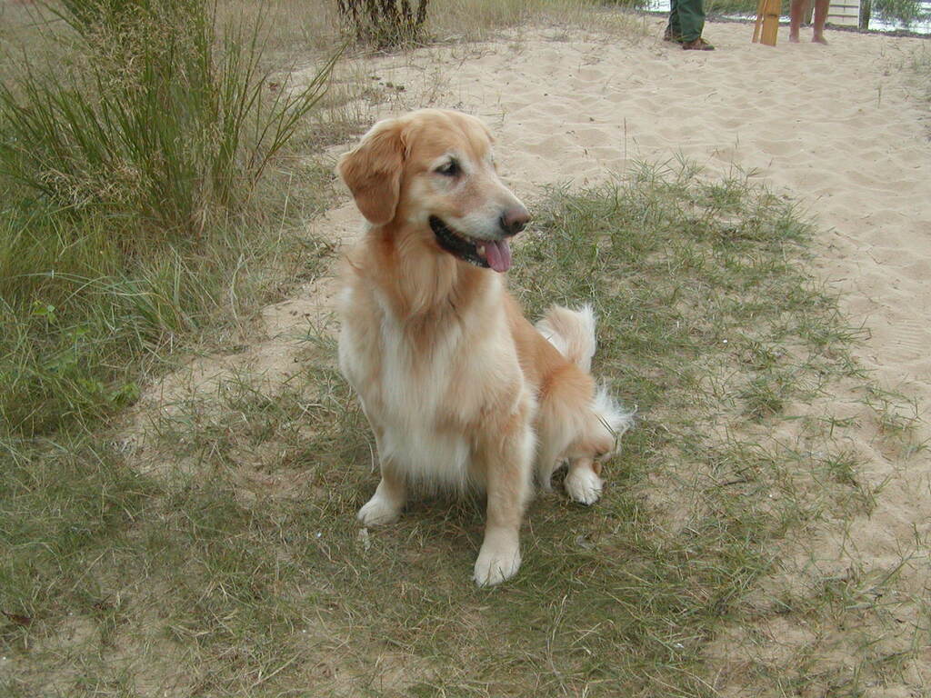 No description provided for: /2004/07-09/0921-frank-sharon-bill/photo07.html