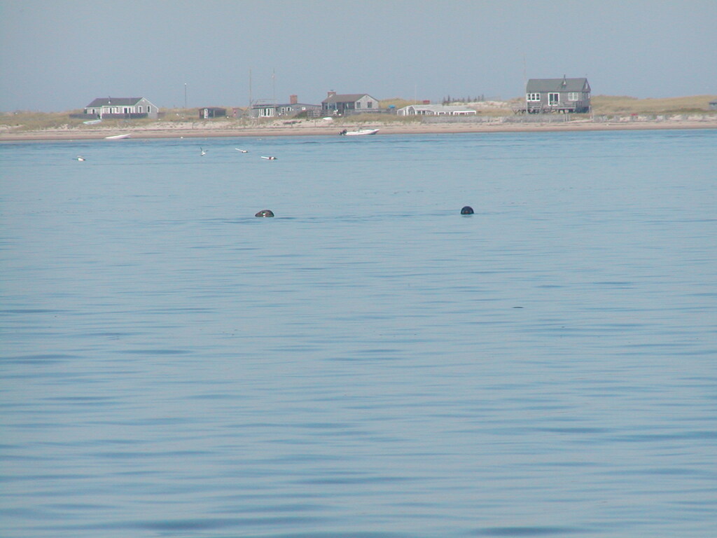 No description provided for: /2004/07-09/0922-bob+betty-seals+terns/_1/photo07.html