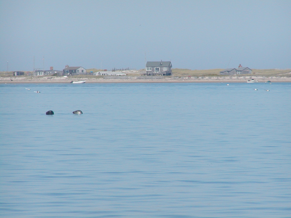 No description provided for: /2004/07-09/0922-bob+betty-seals+terns/_1/photo08.html