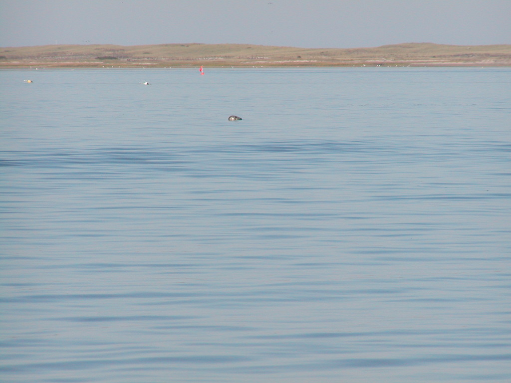 No description provided for: /2004/07-09/0922-bob+betty-seals+terns/_1/photo09.html