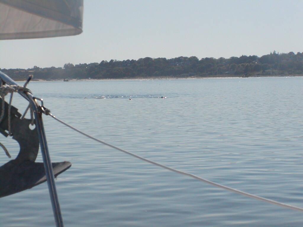 No description provided for: /2004/07-09/0922-bob+betty-seals+terns/_1/photo13.html