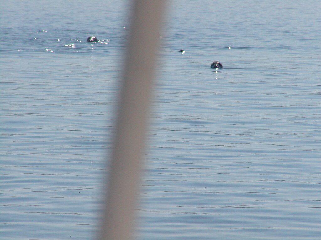 No description provided for: /2004/07-09/0922-bob+betty-seals+terns/_2/photo14.html