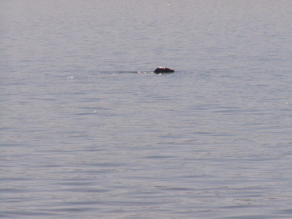 No description provided for: /2004/07-09/0922-bob+betty-seals+terns/_2/photo15.html