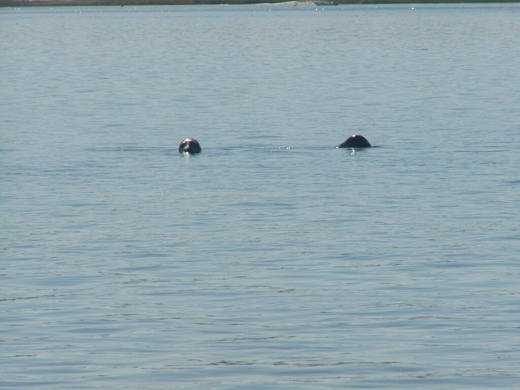 No description provided for: /2004/07-09/0922-bob+betty-seals+terns/_2/photo16.html