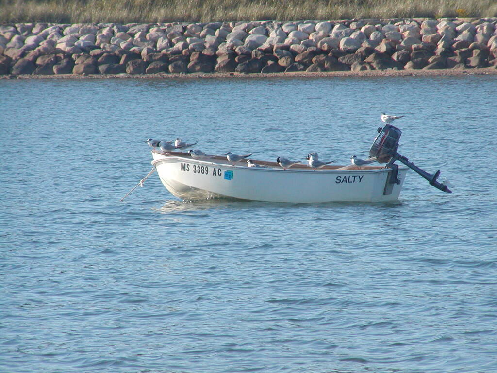 No description provided for: /2004/07-09/0922-bob+betty-seals+terns/_2/photo17.html